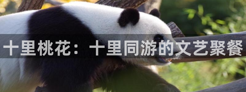 尊龙时凯福利红包多少钱：十里桃花：十里同游的文艺聚餐