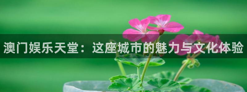尊龙官方网站官网入口：澳门娱乐天堂：这座城市的魅力与文化体验